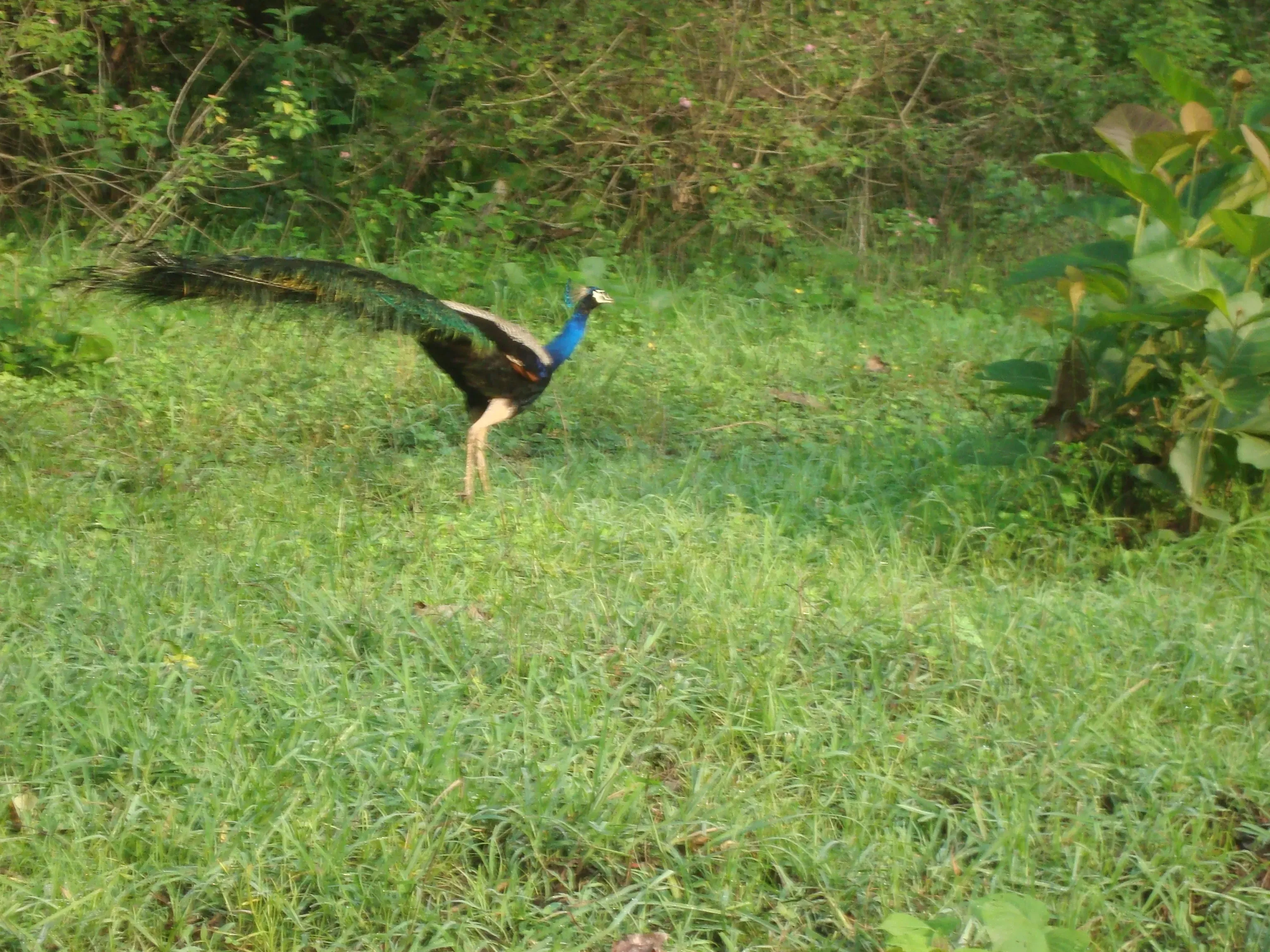 A peacock we spotted at the check-post that morning